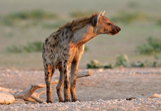 hyena valp