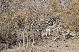 zebra kamoflage